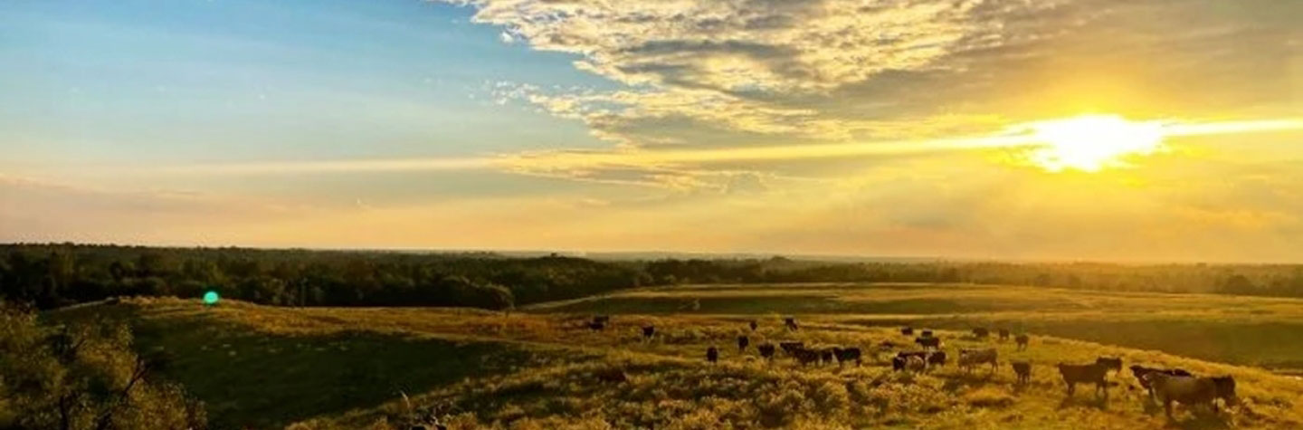 countryside and cows in southwest arkansas